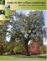 oaks in urban