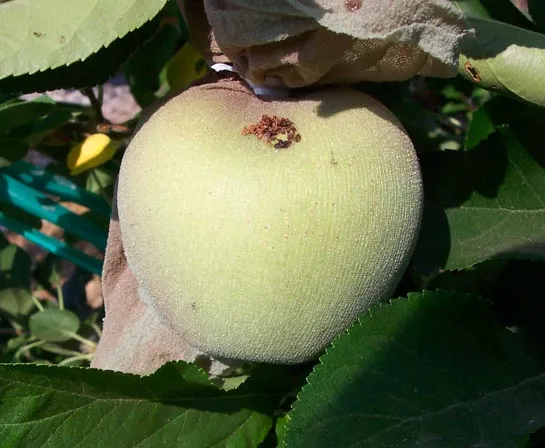 Apple with frass