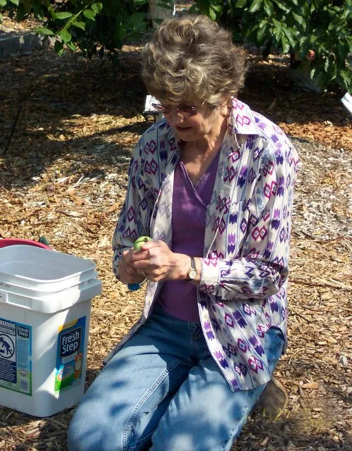 Checking fruit