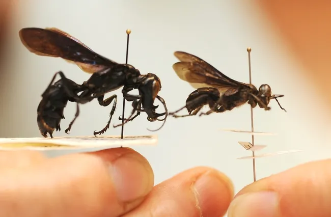 Male (left) and female in comparison. (Photo by Kathy Keatley Garvey)