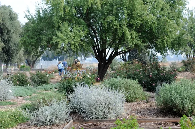 The haven changes not only seasonally, but weekly. (Photo by Kathy Keatley Garvey)
