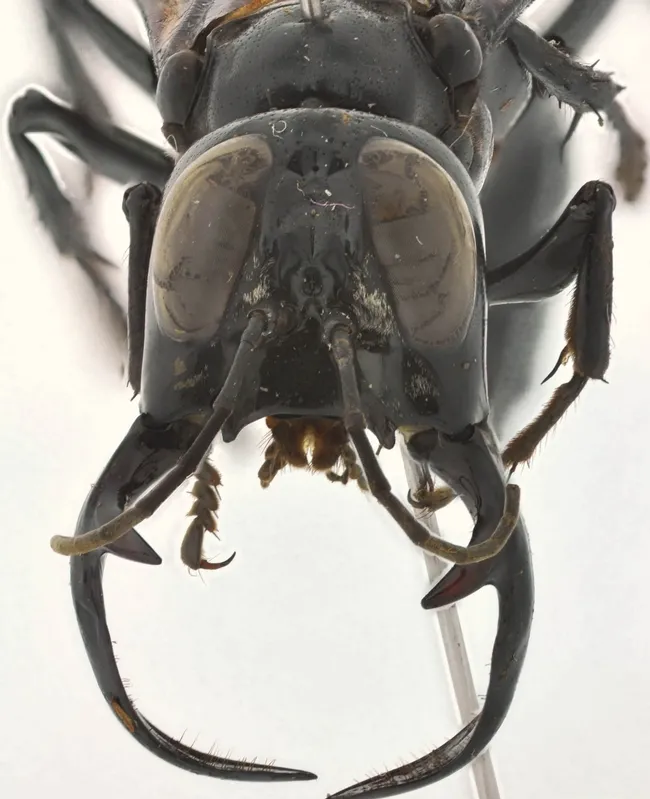Large jaws of the male "warrior wasp" probably play a role in defense and reproduction, says Lynn Kimsey, director of the Bohart Museum of Entomology. (Photo by Andrew Richards)