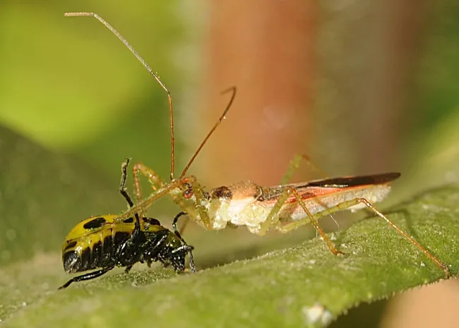 Assassin bug wins. (Photo by Kathy Keatley Garvey)