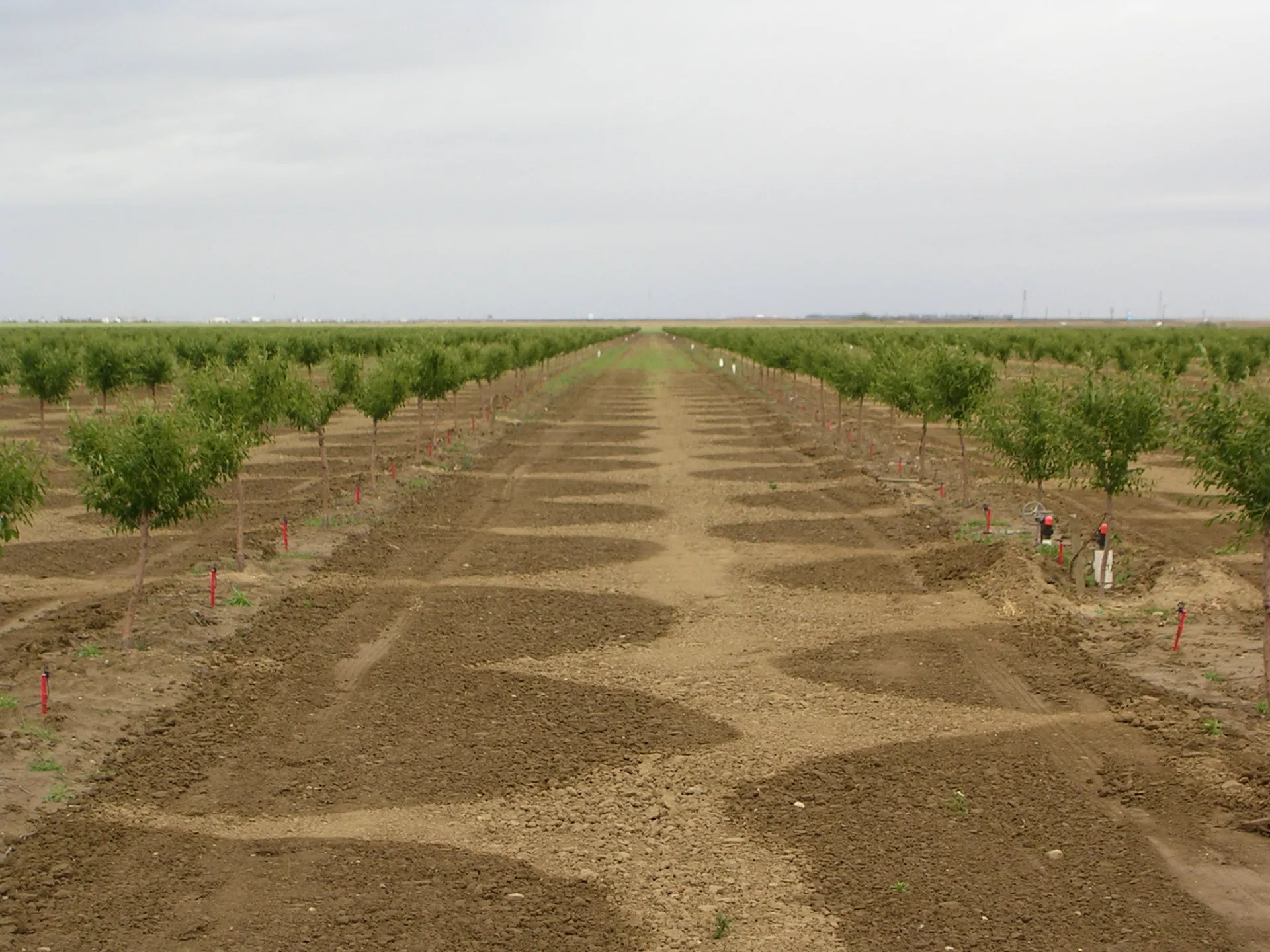 Microirrigation on young almonds Photo: L. Schwankl