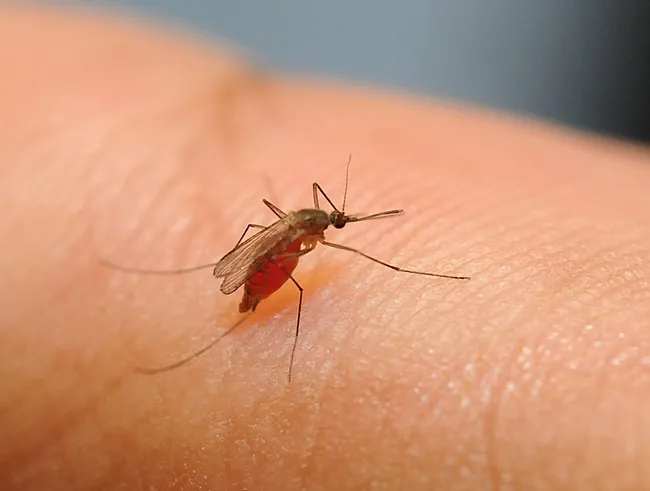 Culex quinquefasciatus, which can transmit West Nile virus. (Photo by Kathy Keatley Garvey)