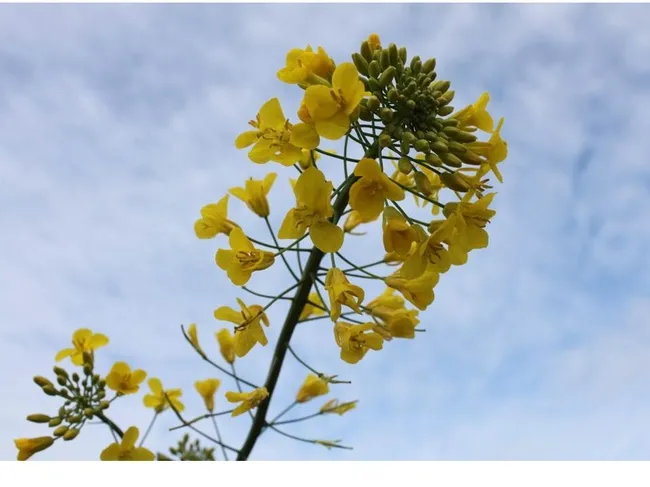 flowering