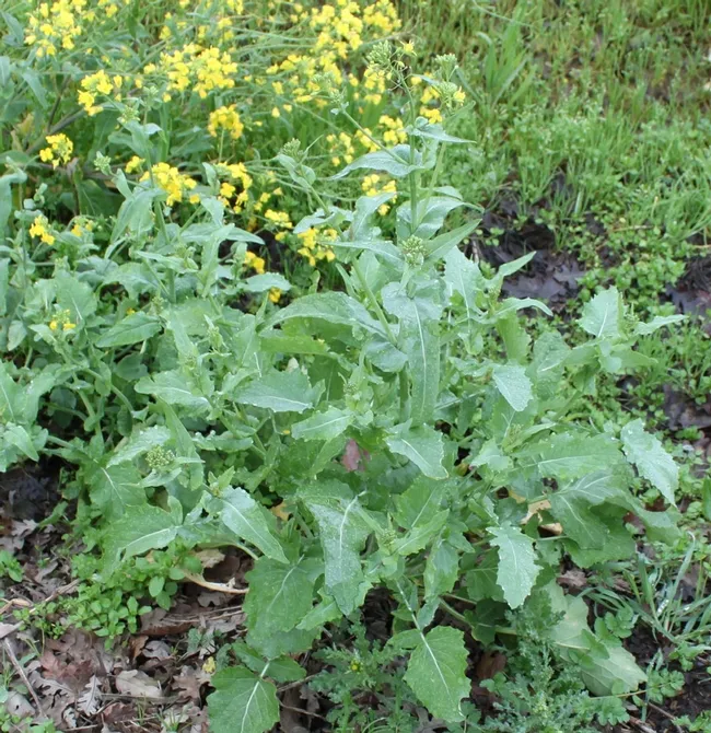 leaf clasping stem