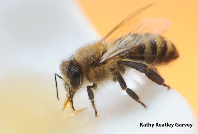 Honey bee quicky finds the honey in a spoon. (Photo by Kathy Keatley Garvey)