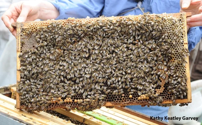 A frame of Susan Cobey's New World Carniolan bees (Photo by Kathy Keatley Garvey)