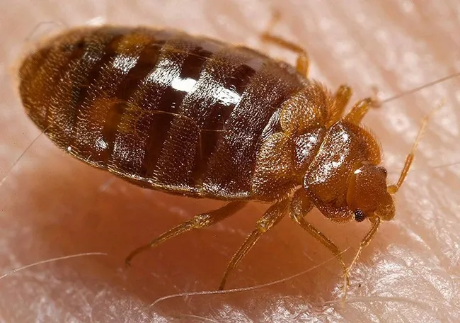 Bed bug, Cimex lectularius, shown here ingesting a blood meal from the arm of a “voluntary” human host, is wreaking havoc locally, nationally and globally.(Photo by Piotr Naskrecki, published by Centers for Disease Control and Prevention on the Wikipedia website.)