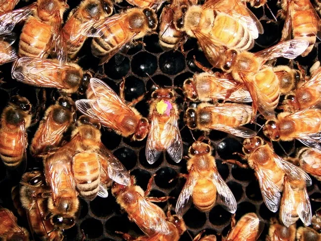 Honey bee head-butts her dancing sister to warn of danger. (Photo Courtesy of James Nieh)