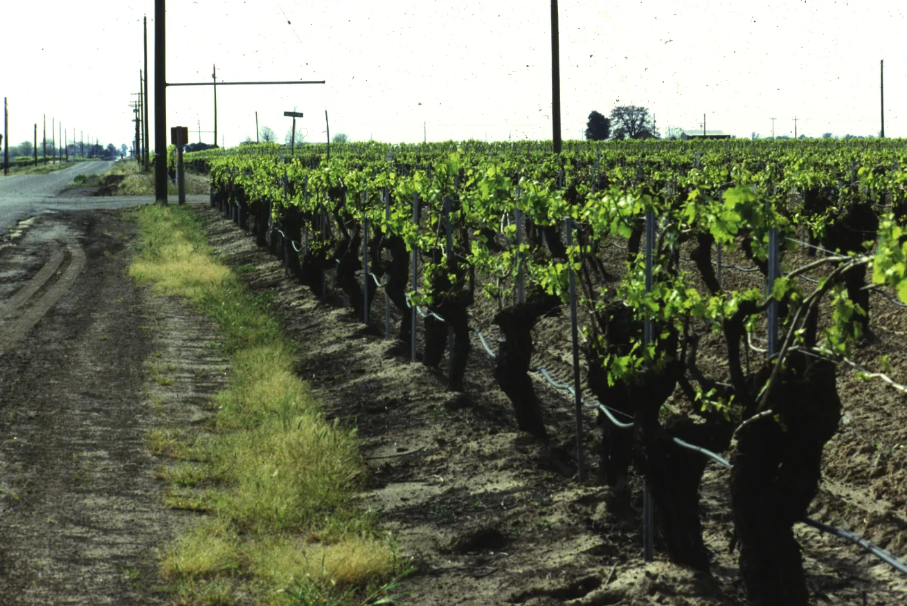 Drip irrigation system in a vineyard. Photo: L Schwankl