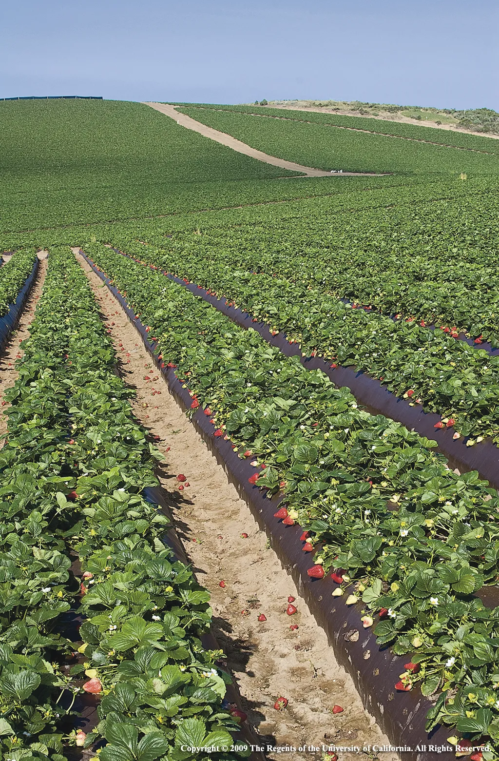 Strawberry Field
