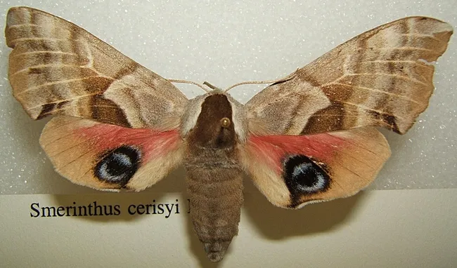 Smerinthus cerisyi adult taken by Shawn Hanrahan at the Texas A&M University Insect Collection in College Station, Texas. (Courtesy of Wikipedia)