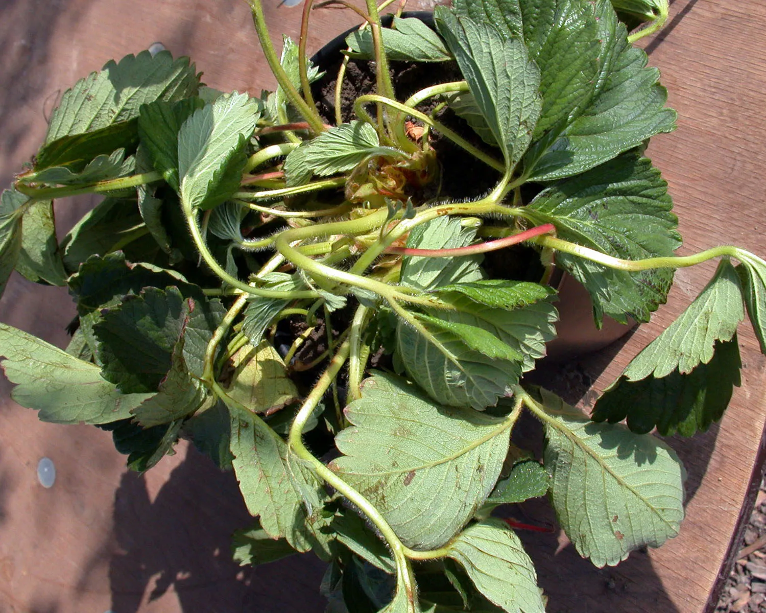 2_4D_auxins