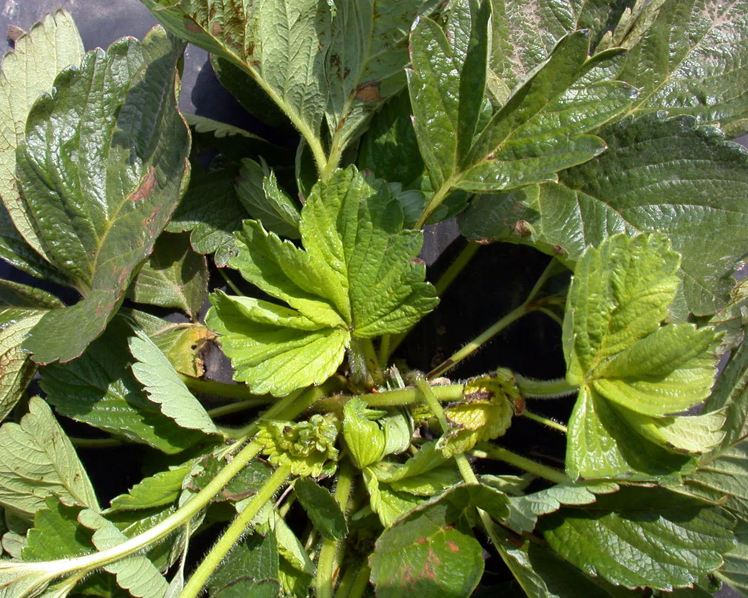 Glyphosate