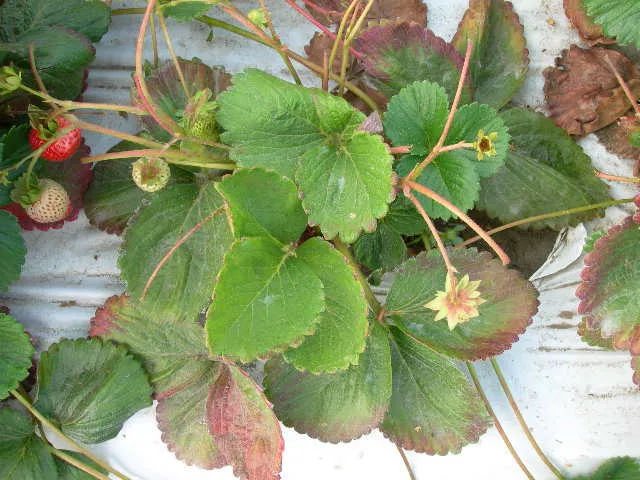 Nitrogen deficiency