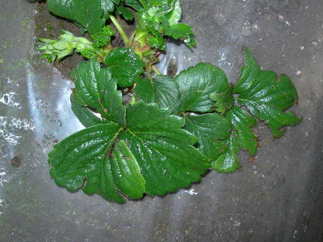Hail damage1