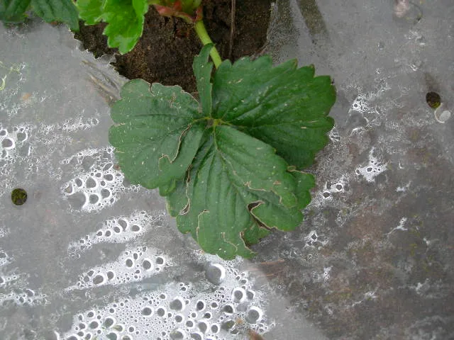 Hail damage2