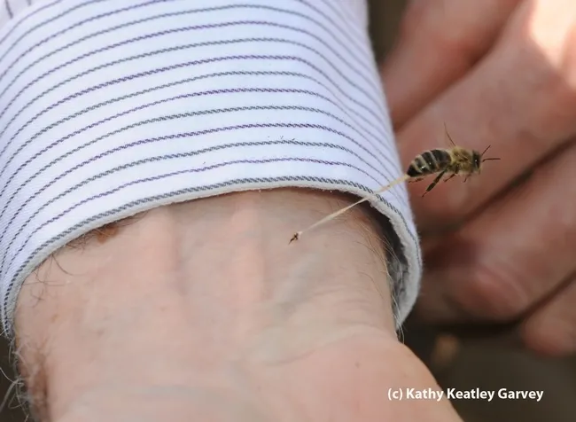 Extension apiculturist Eric Mussen being stung by a bee in an unexpected encounter at the Harry H. Laidalw Jr. Honey Bee Research Facility, UC Davis. (Photo by Kathy Keatley Garvey)