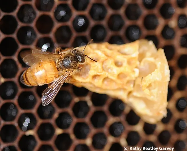 Queen bee emerging. Beekeepers know the sound of a queen bee piping. (Photo by Kathy Keatley Garvey)