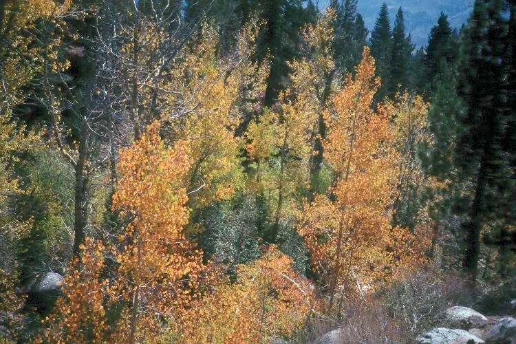 riparian