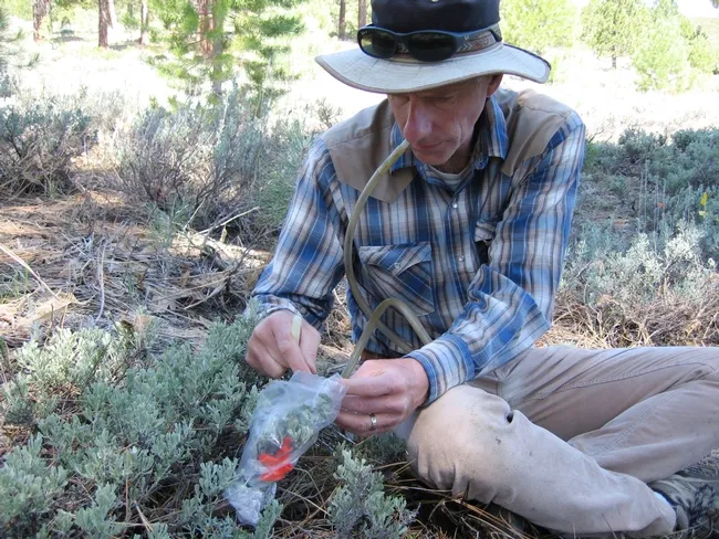 Rick Karban collecting volatile (chemical) cues.