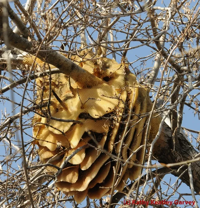Just by looking at this feral colony, you cannot tell Africanized bees from European honey bees (EHB). (Photo by Kathy Keatley Garvey)