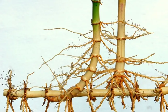 running bamboo from bamboobotaticals online