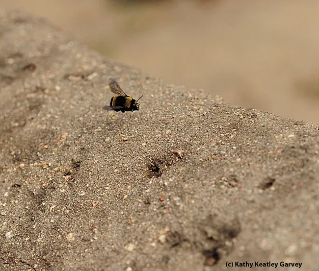 Flying low, flying fast. (Photo by Kathy Keatley Garvey)