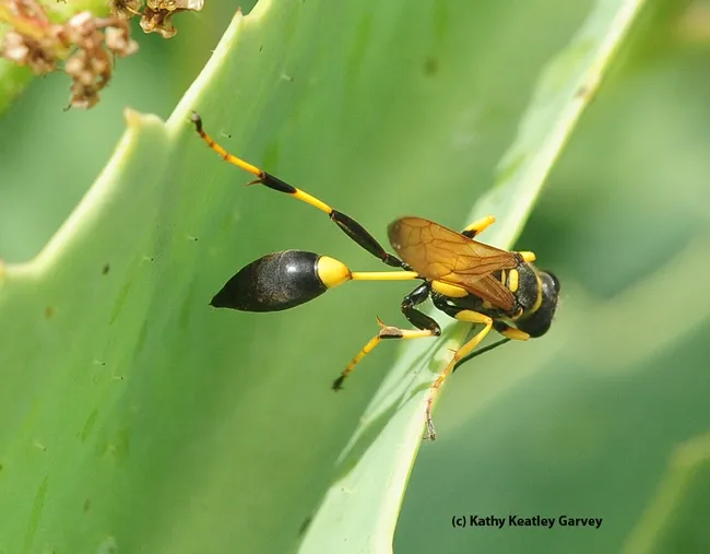 Off to find a spider. (Photo by Kathy Keatley Garvey)