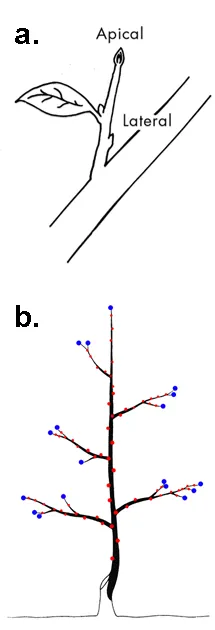 Figure 8. a) typical fruit/nut tree branch, b) typical tree with lateral [red] & apical [blue] meristems highlighted.