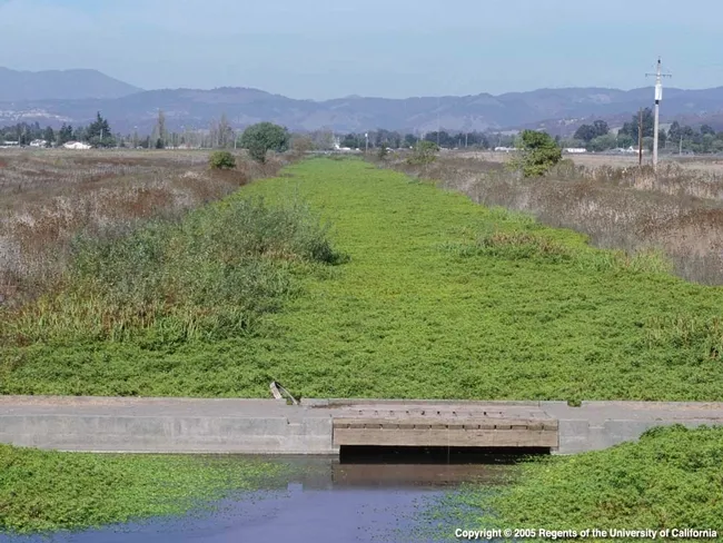Photo by J.M. DiTomaso. From UCANR Publication 3421 Aquatic and Riparian Weeds of the West