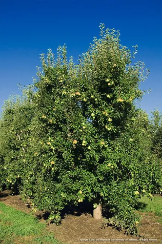 Pear tree. photo by Jack K. Clark, IPM Program