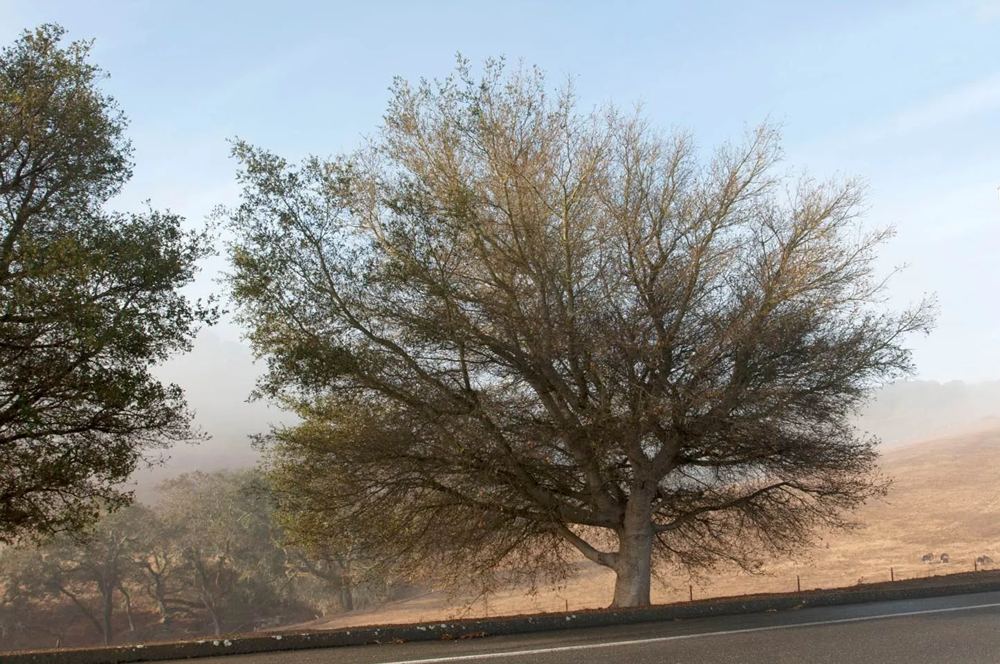 Tree IPM