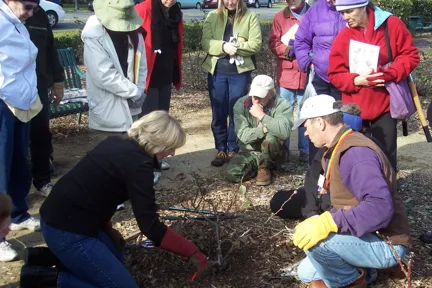 Rose pruning workshop