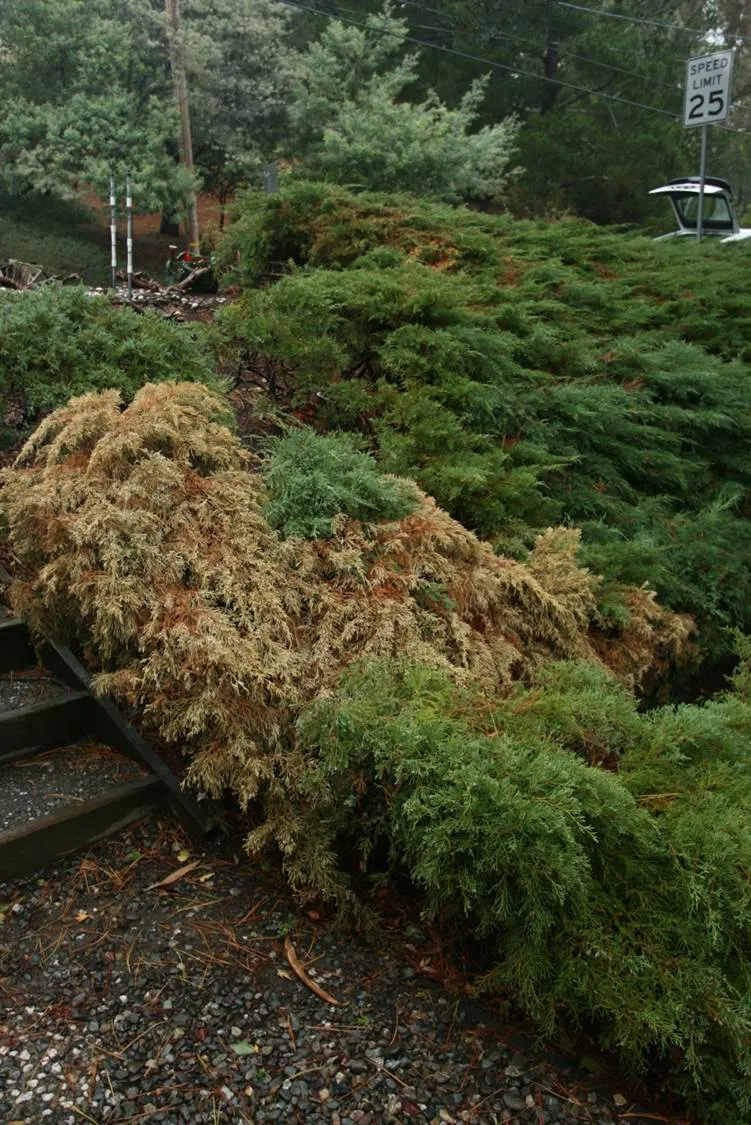 Drought Shrub
