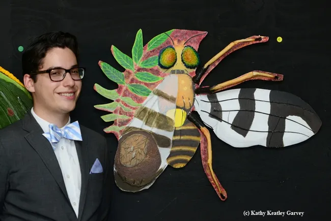Entomology 01 student Eric Smith, majoring in biochemistry, titled his work on the walnut husk fly, "Look Into My Eyes." (Photo by Kathy Keatley Garvey)
