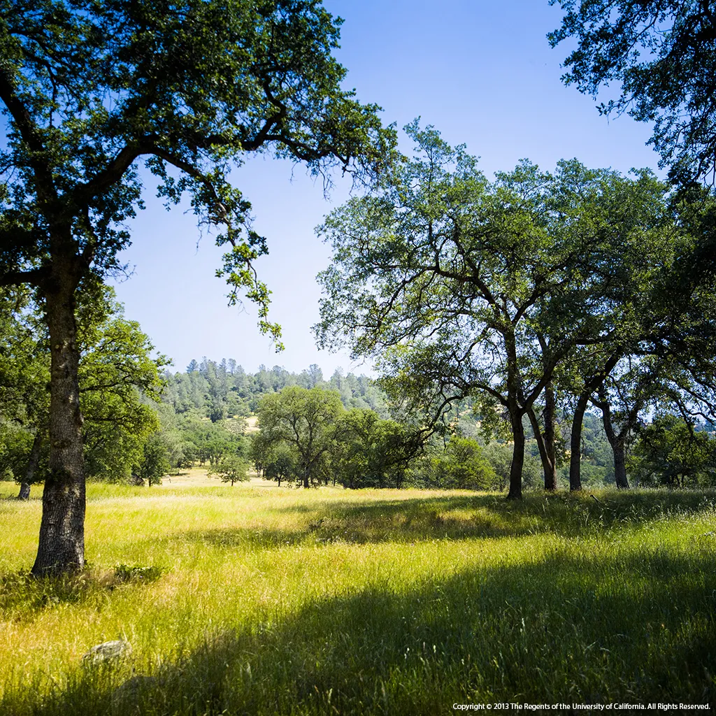 Oak grassland vegetation & plants at SFREC
