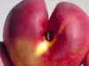 UC Fruit Report Irrigation - Kevin Day, Ted DeJong