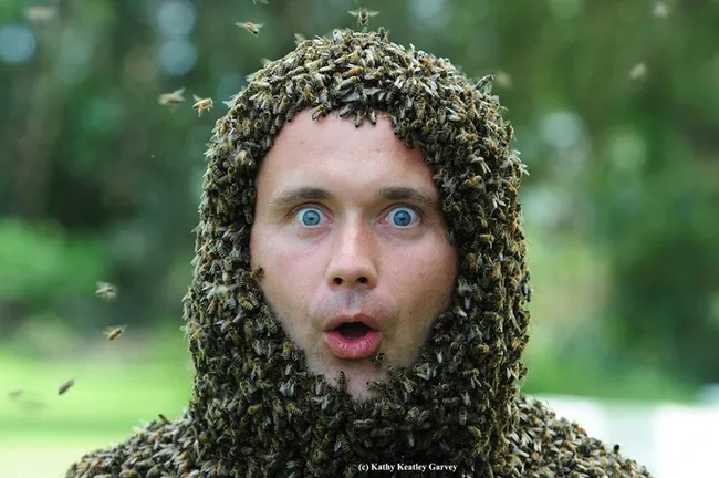 This photo of former UC Davis visiting bee scientist Jakub Gabka of Poland won the gold award for best feature photo, presented recently by international Association for Communication Excellence. (Photo by Kathy Keatley Garvey)