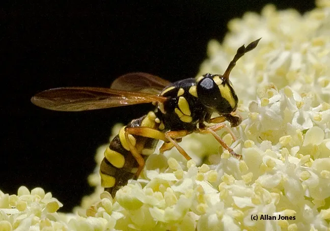 Davis photographer Allan Jones captured this fantastic image of the wasp mimic, Ceriana. (Photo by Kathy Keatley Garvey)