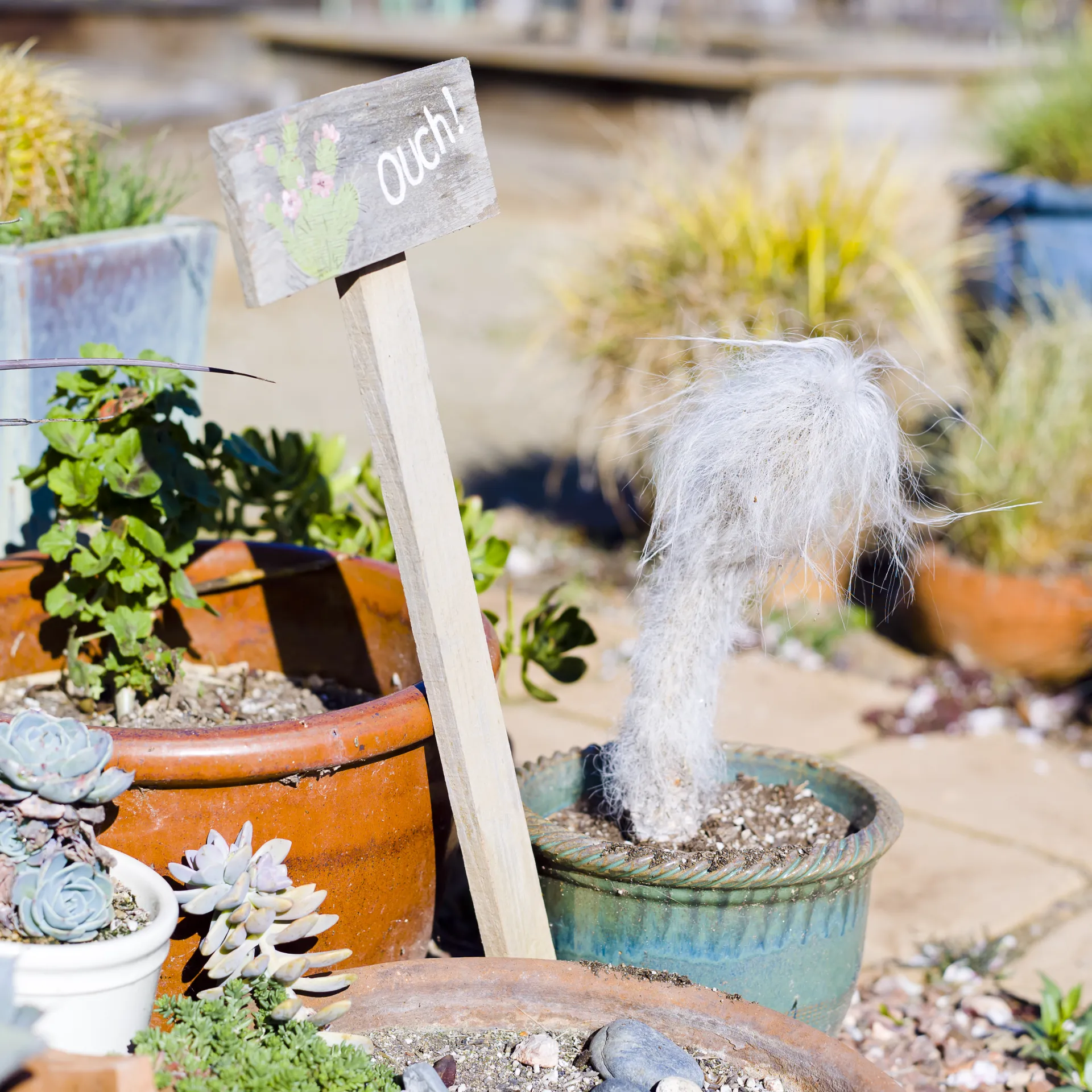 plants in pots