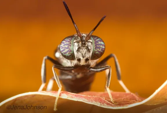 This photo of a black soldier fly, by Jena Johnson, is "Mr. October" in the ESA calendar. (Photo by Jena Johnson, used with permission)