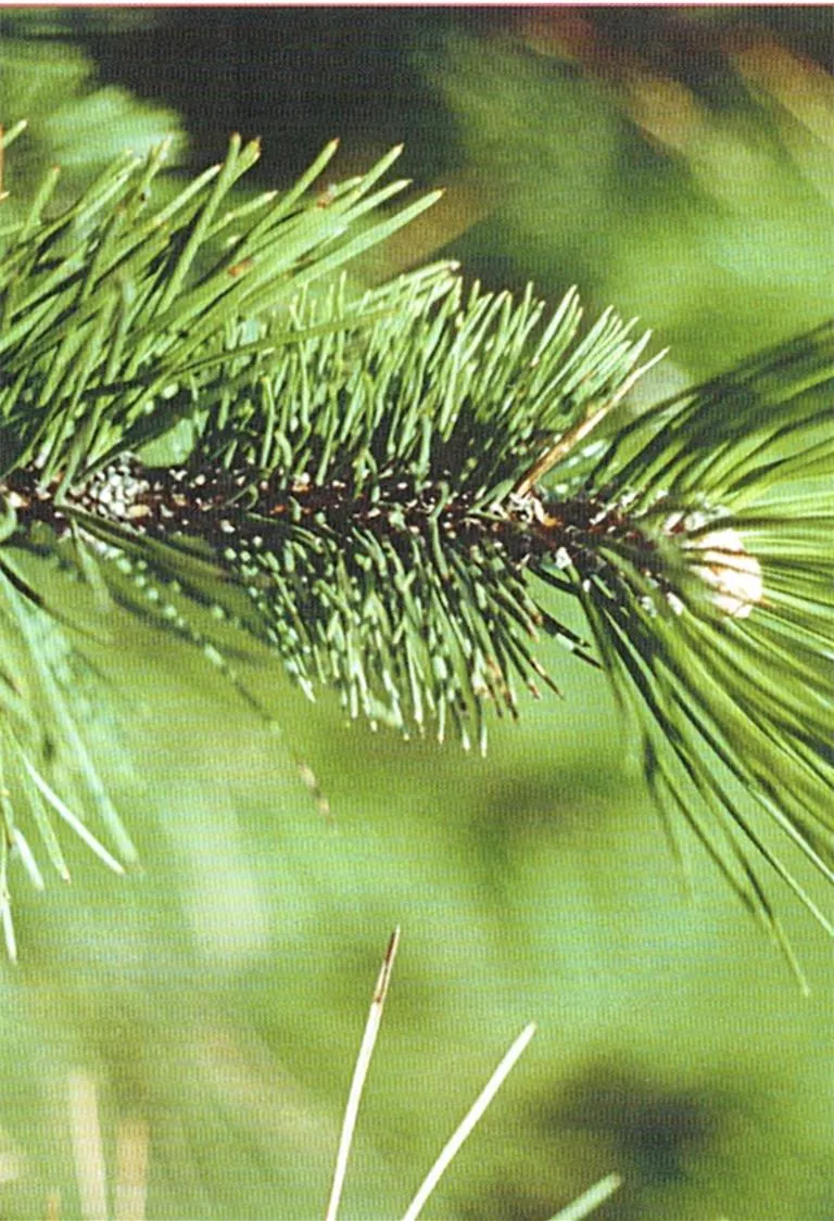 Draught 2015 Pine