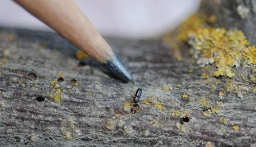 The walnut twig beetle is about the size of a grain of rice. In association with a newly described fungus, it causes thousand cankers disease of walnut and butternut trees. (Photo by Kathy Keatley Garvey)