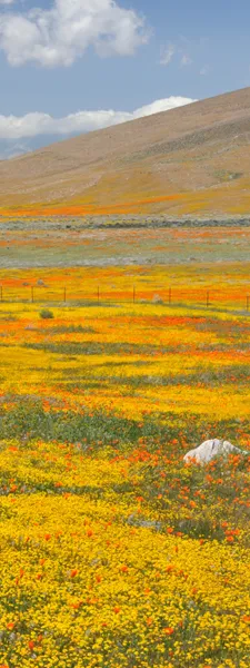 California Hillside