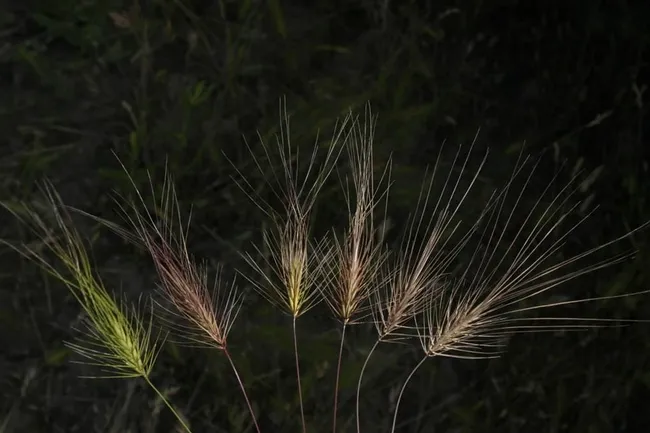 Medusahead growth