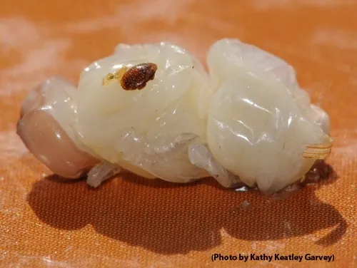 Mite on drone pupa. (Photo by Kathy Keatley Garvey)