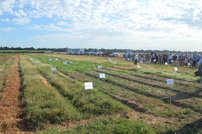 weed day 2014